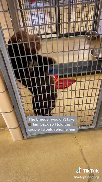 Respecting a Tough Decision: Surrendering a Dog at a Shelter