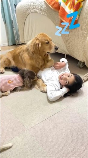 Don't sleep there.#goldenretriever #dog #箱入りクッキーはゴールデンレトリバー