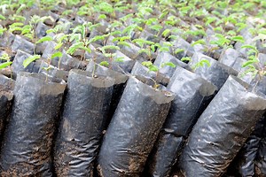 Youtuber MrBeast starts tree-planting campaign 'Team Trees'