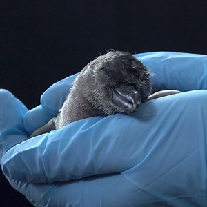 Welcome to the world, little penguin! | Oregon Zoo