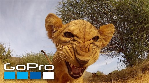 GoPro: Top 10 Animal Encounters