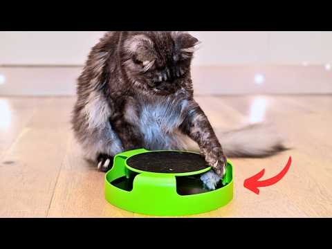 Catch The Mouse: Cheap but… (Review)