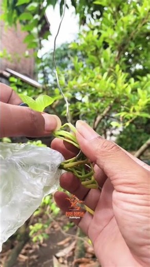 The third trunk Split process .., 🌳 #bonsai #bonsaitree #asmr #splittrunk #plants #gardening