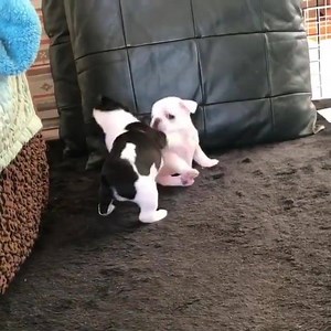 I could watch these two all day😍😍 | Dogs Life