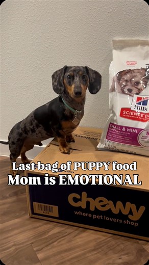 Chorizo the Sausage Dog on Instagram: "🥺🩵 Mom opened our @chewy delivery and realized this is the last bag of PUPPY food she will order… She had to update our #autoship to ADULT food today, and let’s just say, she is not handling it well. 😭😭😭 Anyone else get emotional for puppy milestones? (i.e. losing their last tooth, sizing up clothes/harnesses, changing food, etc.) 🥺🩵 SIDEBAR: Link in bio for FANTASTIC Chewy deals for Black Friday/Cyber Monday!!! Use my link for 50% off fantastic prod