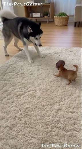 Husky Screams Like a Human After Seeing the Mask 😂🐺😱