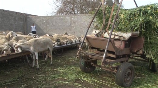 Morocco urges people to not buy sheep for Eid al-Adha celebrations