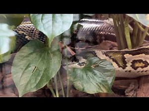 PYTHON SLITHERING WITH BROKEN SKIN