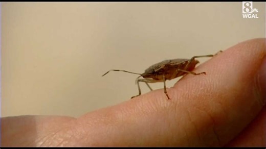 Stink bugs are starting to move indoors. Here's how to keep them out of your house