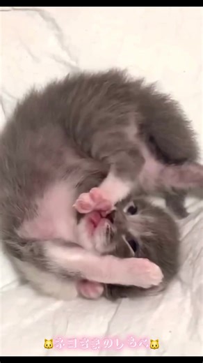 ネコさまのぺろぺろが可愛いすぎる🥰︎💕︎︎もぉ〜たまりません😍💘今すぐ抱きしめたくなります💖💖💖 #ねこ #猫 #子猫 #猫可愛い #猫のいる暮らし