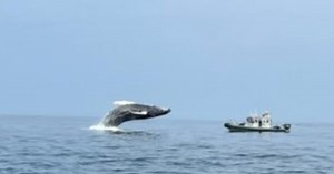 Video shows whale breach in front of Mass. Environmental Police patrol boat