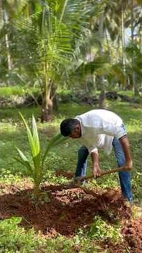 Right method to plant coconut tree