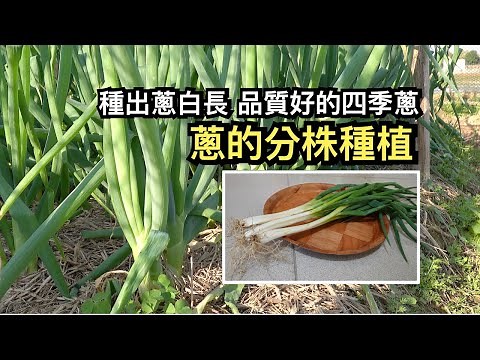 種出蔥白長 品質好的四季蔥︱蔥的分株種植︱