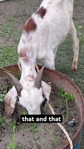 Goat barbecue is loading #cooking #barbecuefood #everyoneeverywhere