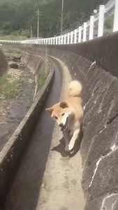 oh lawd he comin | Silly Shibas