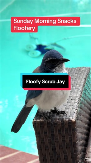 Fabulous Feathers & Furs (@fabfeathersnfurs)’s videos with original sound - Fabulous Feathers & Furs