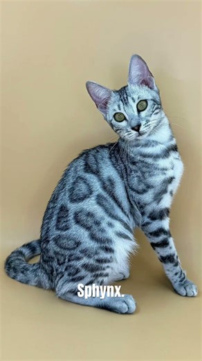 Top 5 most aggressive cat breeds and why they exhibit these behaviors