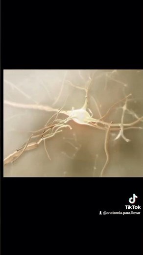 CLASE 7 - EL ARCO REFLEJO. #anatomia #cienciasdelasalud #neuromusculares