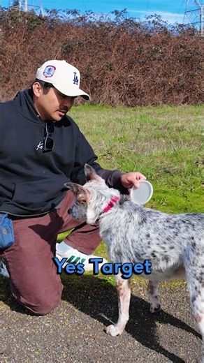 Dog Training Secrets: Teaching My Dog Speed Control in Agility