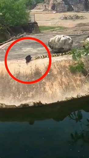 Mother Duck’s Courage Teaches Ducklings to Swim 🐥💛