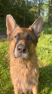 2K views · 135 reactions | Bath time tutorial with German Shepherd ....