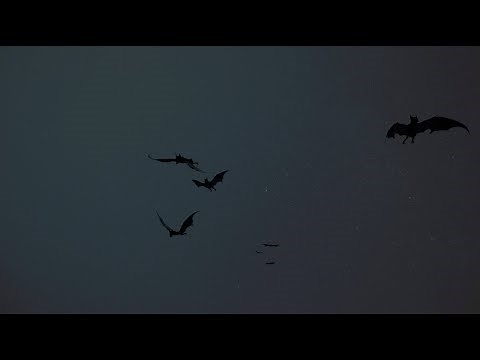 Mexican Free-tailed Bats