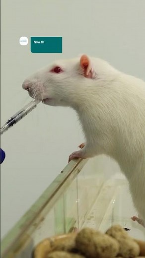 Training Rats for Science - Building Trust in Lab Rodents #amazinganimals #scienceshorts