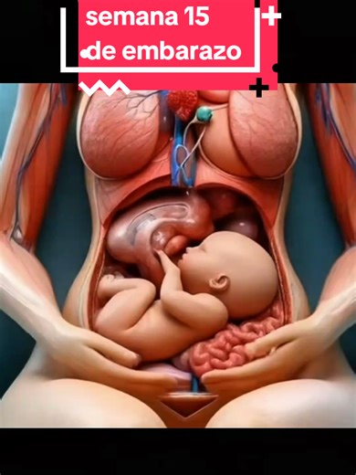 Semana 15 de Embarazo: Tu Bebé Crece y Se Mueve
