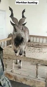 15K views · 294 reactions | Markhor | Markhor Hunting | Facebook