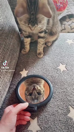 C’est qui elle ? 🤣🤣 #chat #mdr #mafille