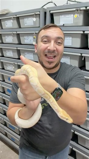 Python Breeding Season is here!!!