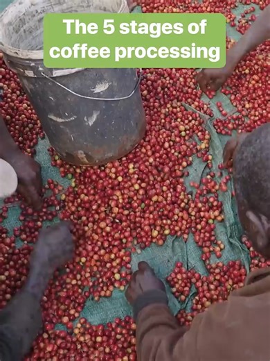 Five Stages of Coffee Processing Explained