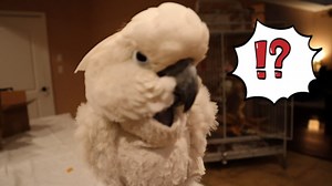 3.4K views · 378 reactions | Did you know that parrot and other types of birds have a uneque way of warming them selves up? Jersey, the umbrella cockatoo is displayong one of those special ways but extending her white feathers beside her beak. It allows her to stay warm during the night!! | Marlene Mc'Cohen | Facebook