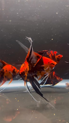 ✨ Premium Koi Angelfish ✨ A masterpiece of color and grace — each Koi Angelfish is hand-selected for exceptional pattern and form. 🐠 Elevate your aquarium with true elegance. 📦 Nationwide Shipping 💧 Live Arrival Guaranteed Experience the beauty of Amazonia. https://amazoniafish.com/shop/premium-koi-angelfish/ #KoiAngelfish #AmazoniaTropicalFish | Amazonia Tropical Fish