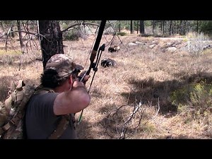 Samick Sage Takedown Recurve Bow Stump Shooting