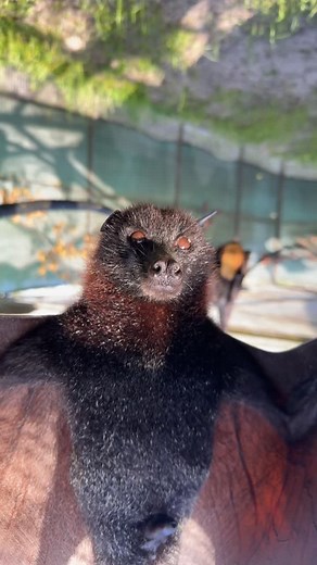 Adorable Bat Teeth Alert at Lubee Bat Conservancy