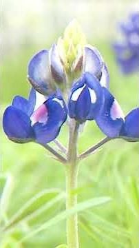 It's not illegal to pick bluebonnets, but you probably shouldn't pick them