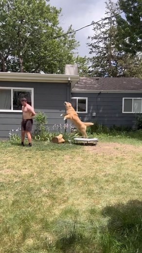 64K views · 693 reactions | Hilarious Dogs Doing Crazy Things! 藍 | CuteCat | Facebook