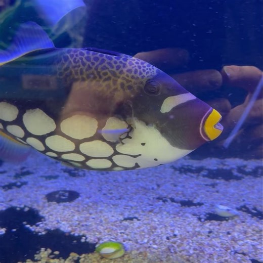 1K views · 20 reactions | Anyone after a HUGE clown 嵐 triggerfish? We have this gorgeous-looking  one available! She loves some belly rubs — if you’re game to play Russian roulette with your fingers 浪 | Nicks Aquarium Oceanarium Terrarium | Facebook