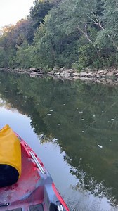 I sure love the Buffalo! #fblifestyle #river #floatingtheozarks #kayak #arkansas | Floating the Ozarks