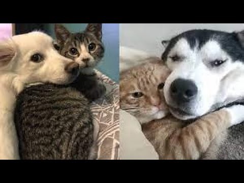 Cats And Dogs Protecting Each Other Compilation