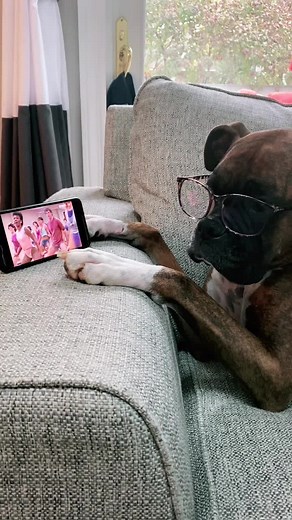 Hilarious Dancing Boxer Dog - Maniac Flashdance Routine