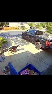 Training doesn't always have to be a structured event. I train Bruce as much as I possibly can in real world scenarios. With this, I'm teaching him to pick up specific things and hand them to me. Always a teaching/training moment. So proud of this pup ❤️ #doberman #brucethedoberman #rubydooby_do #dobermann | Rubydoobydo