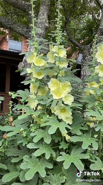 Hollyhock Garden Tour: Blooms, Colors & Planting Tips