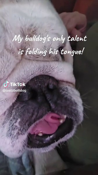#justabulldog #bulldogsoftiktok #englishbulldog #happydog #justahappydog #funnydog #funnybulldogvideos #bulldogpuppy #goodmorning