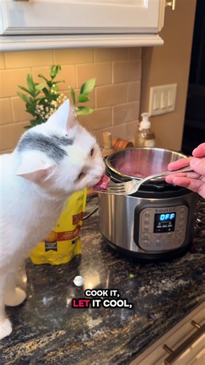 Easy Guide to Home Cooked Cat Food