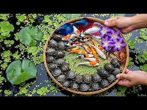 Wildlife Catch & Release Journey 😮 Fish, Frogs & Turtles in Nature