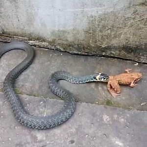 16K views · 599 reactions | The snake ended the frog's life | Snake Farm | Facebook