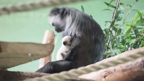 Rare 'ghost-white' monkey in danger of extinction born at British zoo