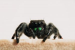 11 Tarantula Spiritual Meanings and Spirit Animal Symbolism